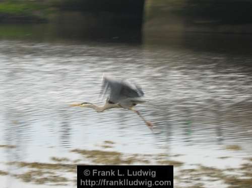 Heron Taking Flight x